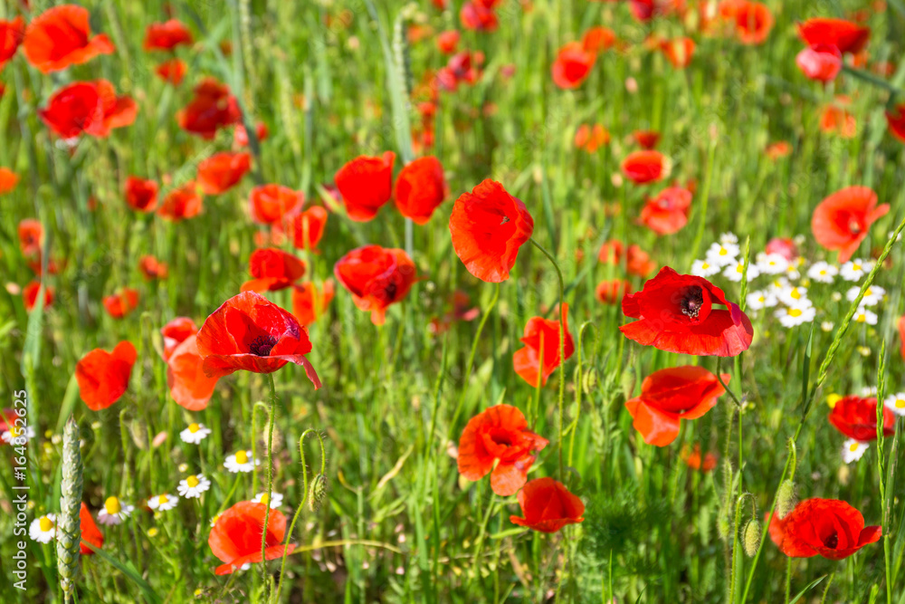 Blossom poppy flowers on the meadow