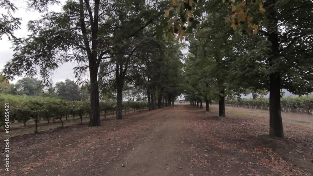 Vineyard road