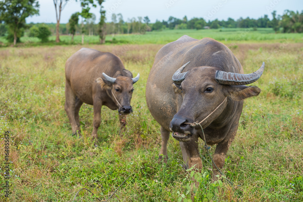 A female water buffalo with her one year old daughter A female water buffalo with her one year old daughter
