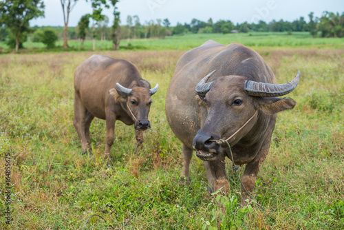 A female water buffalo with her one year old daughter