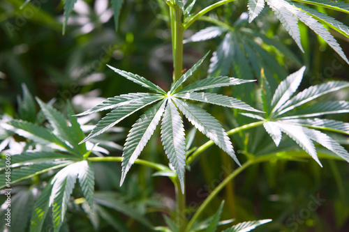 cannabis field, hashish, cannabis background, leaf of marijuana plant, taberrant morocco photo