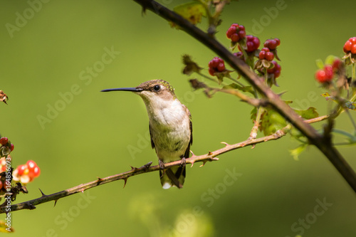 Female Ruby-Throated Hummingbird