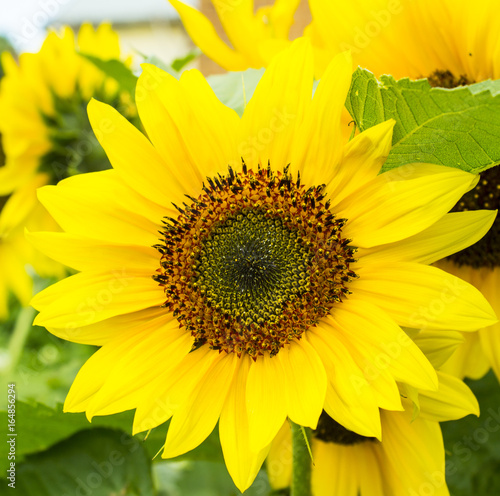 Sunflowers photo