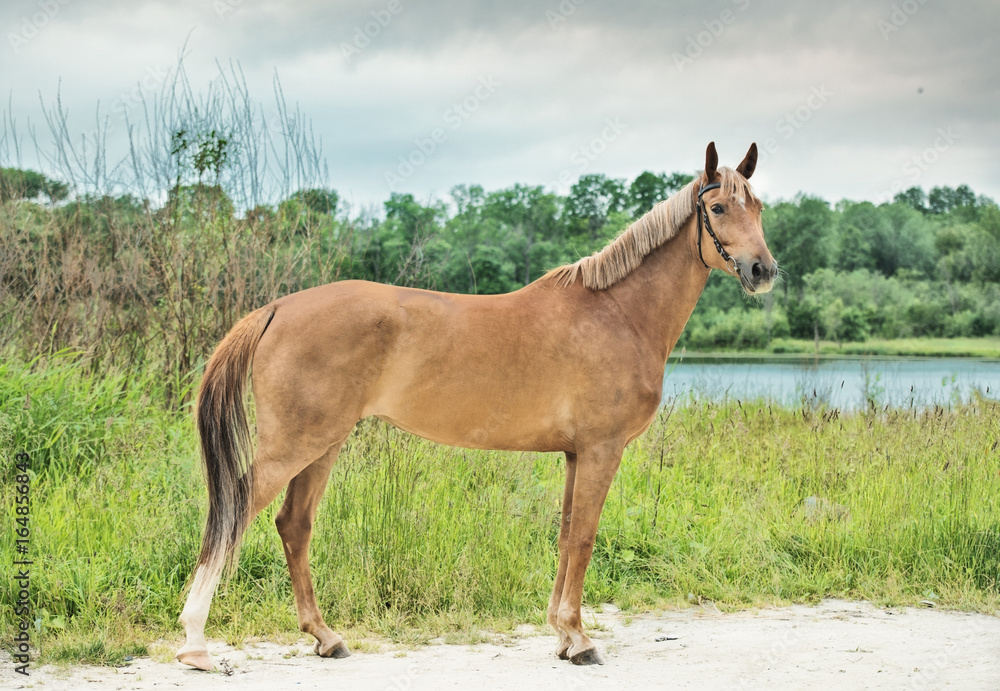 Fototapeta premium exterior of sportive mare