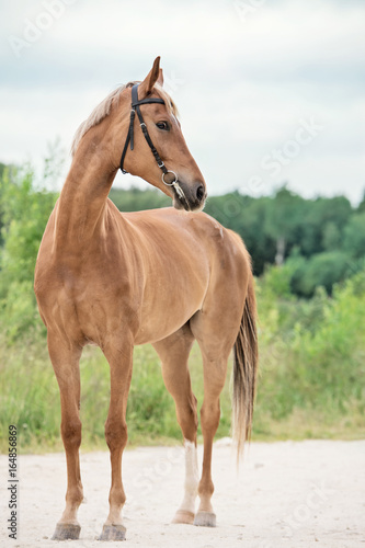 Konstfotografi sportive chestnut  mare. summer