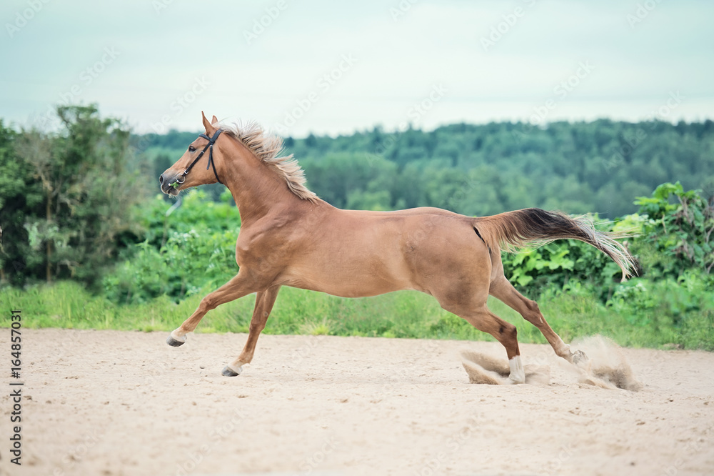 cantering sportive horse in outdoor manage cantering sportive horse in outdoor manage