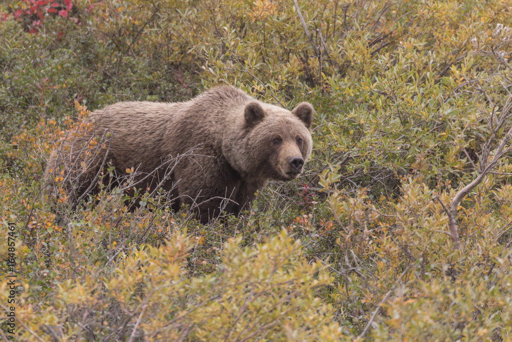 Fototapeta premium Grizzly Bear