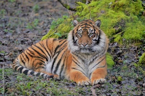 Tigre de Sib  rie