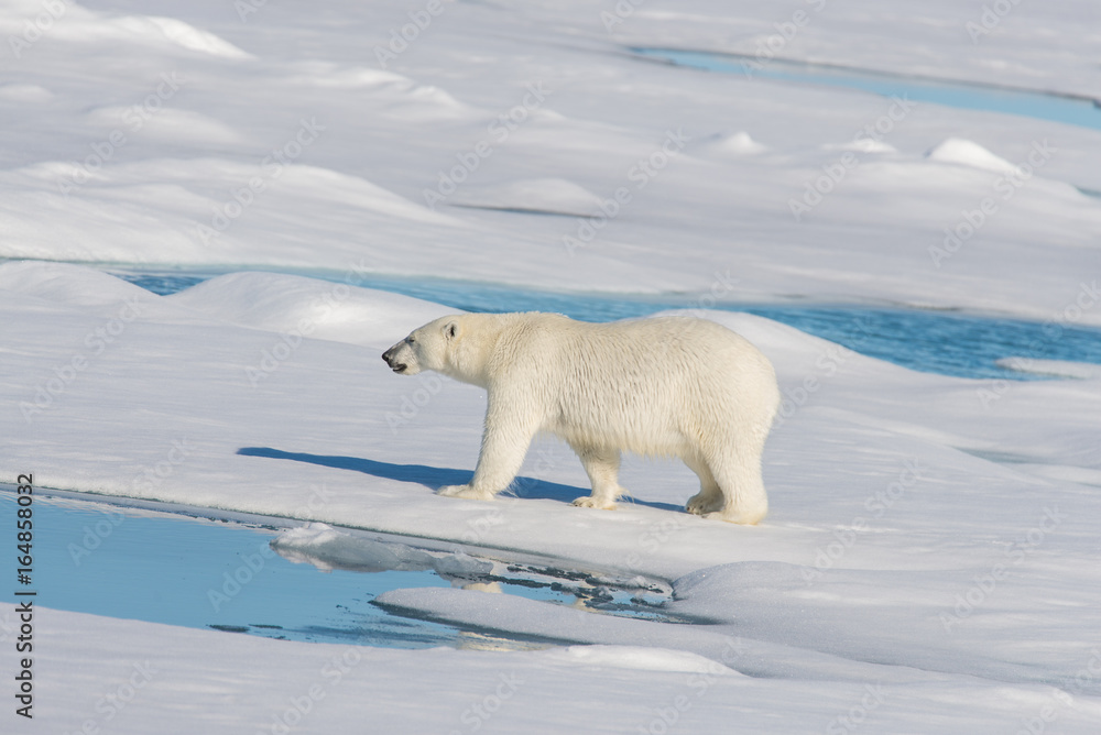 Polar bear on the pack ice Polar bear on the pack ice