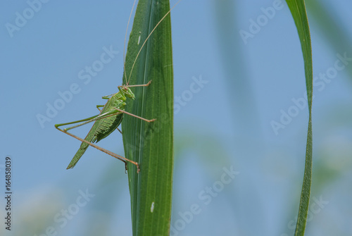 cavalletta su una pianta