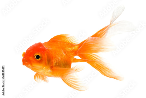 Goldfish isolated on white background © Alexstar