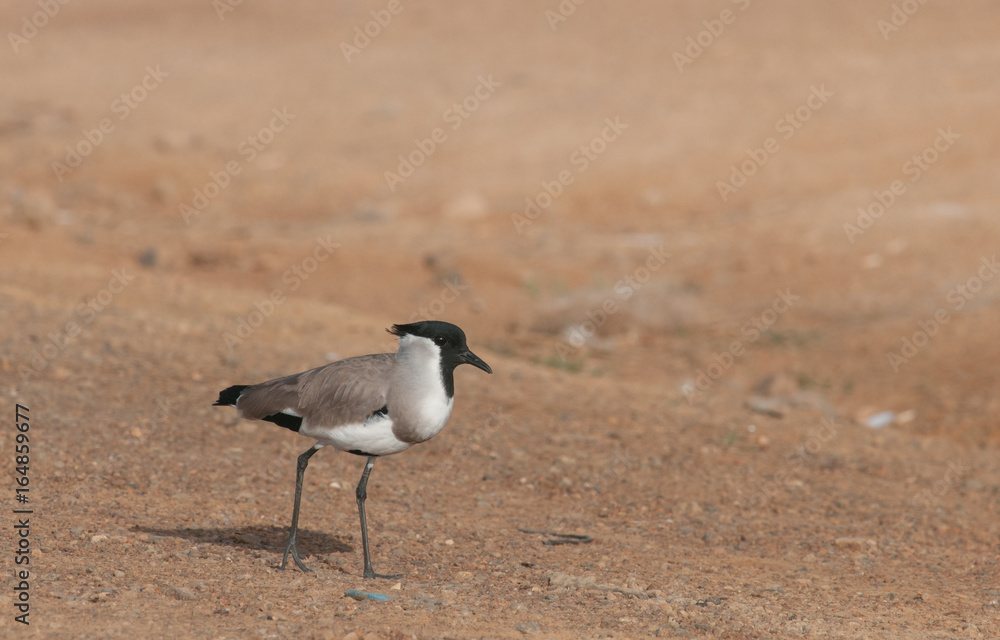 River Lapwing; Vanellus duvaucelii on the ground River Lapwing; Vanellus duvaucelii on the ground