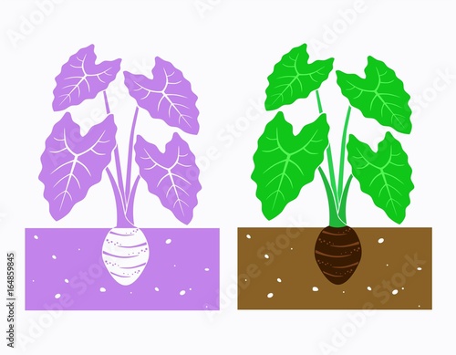taro plant with leaves and tuber