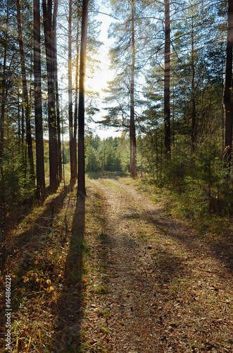 The path through the pine forest in the rays of the sun.