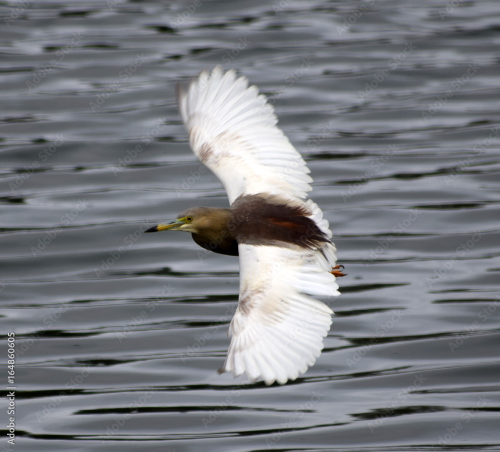 Fototapeta premium Pond Heron in flight
