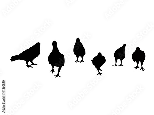 Silhouette of bird. Pigeon walking on the floor. Look like gangster. Template for logo. Tattoo design graphic. Draft from photo. Illustration vector. superpower of team. Clump group for fight.