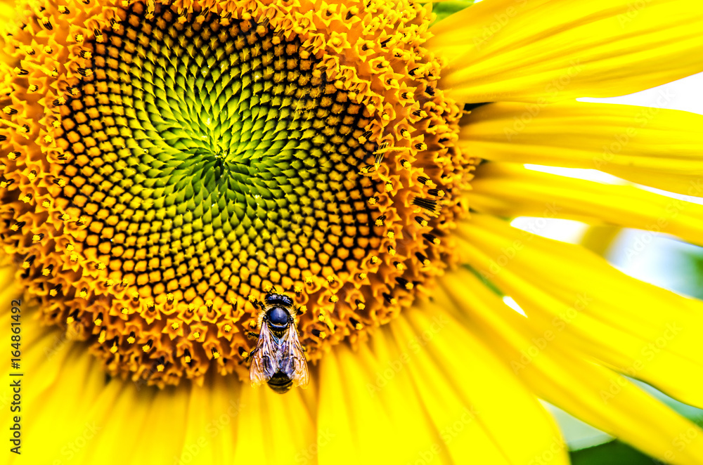 Obraz premium A large bee collects pollen from a sunflower.