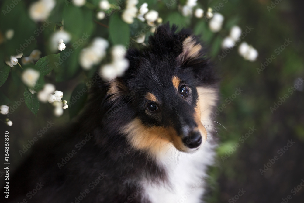 adorable sheltie puppy portrait close up