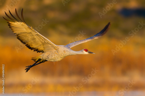 Sandhill Crane (Antigone canadensis) flying © arak7