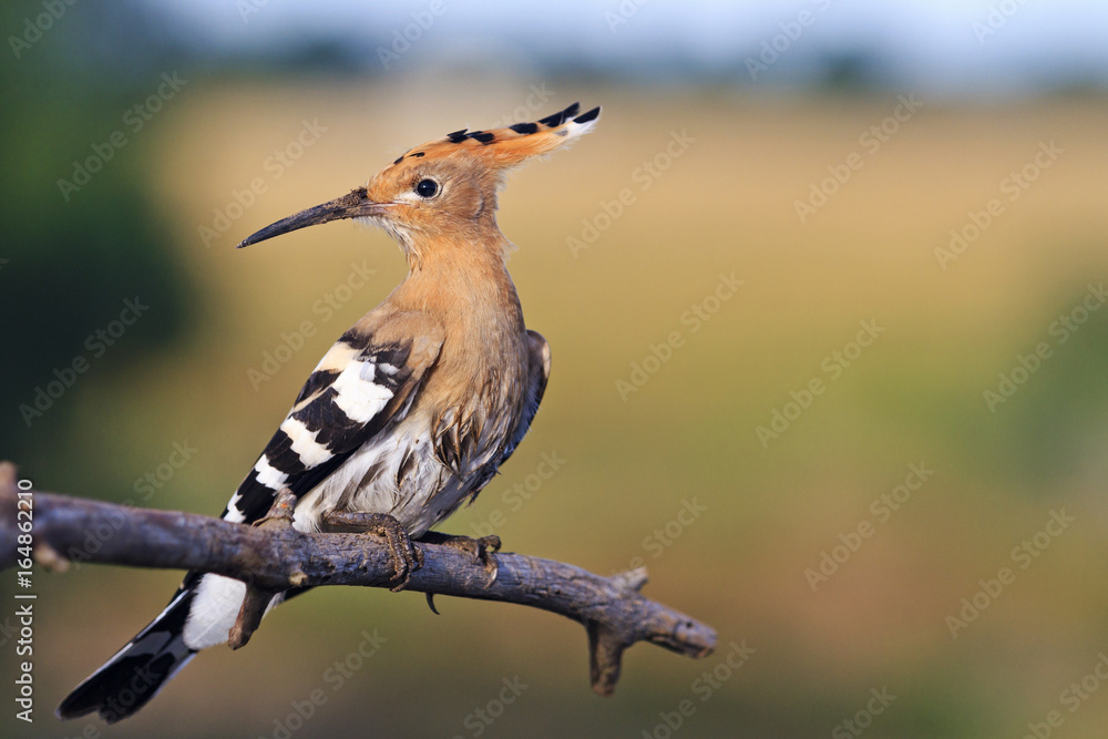 Biblical bird sitting on sacred tree Biblical bird sitting on sacred tree