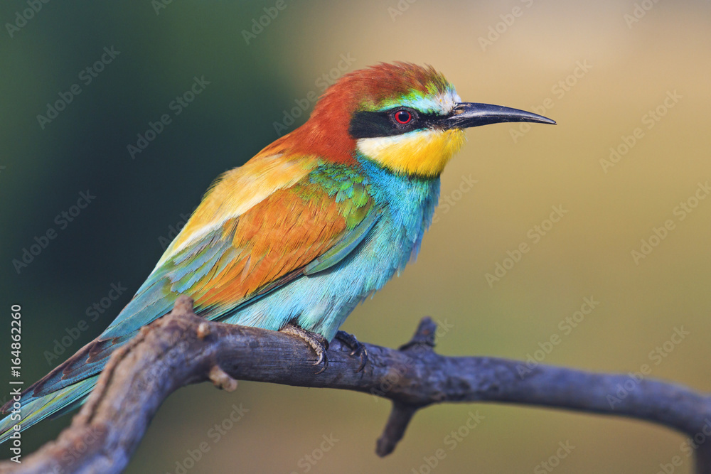 Multicolored feather in a bird