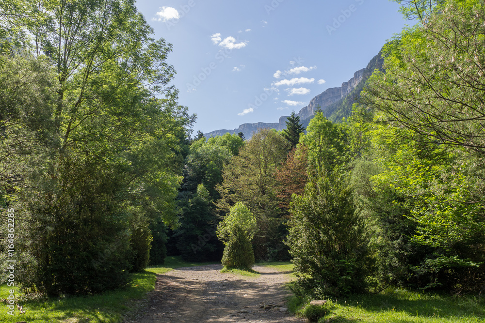 Green forest in Spanish pyrenees (Ordesa, Spain) Green forest in Spanish pyrenees (Ordesa, Spain)