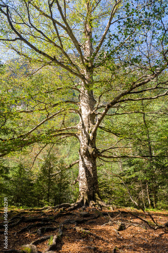 Big tree in the pyrenees