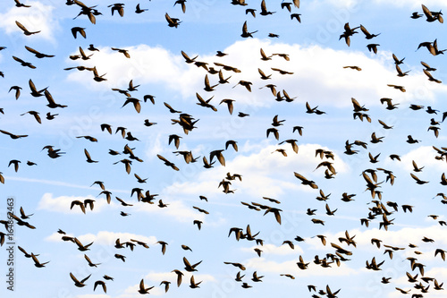 young starlings train flights