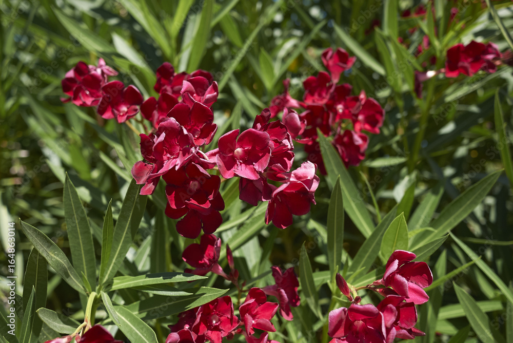Oleander Oleander