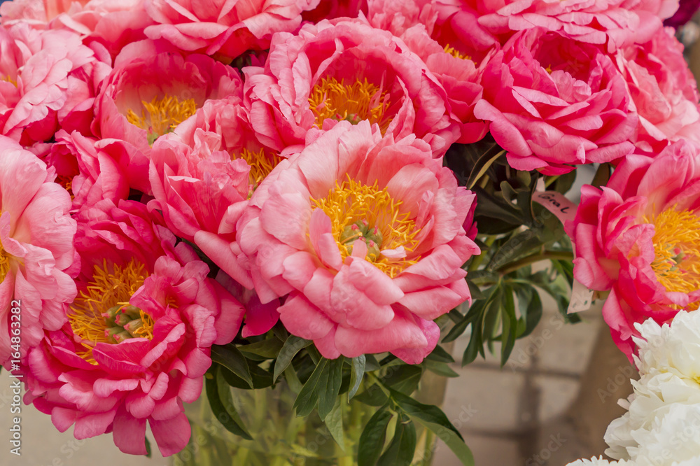 Fresh bright blooming bouquet of pink peony flowers