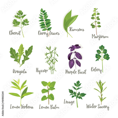 Set of herbs isolated, vector illustration photo