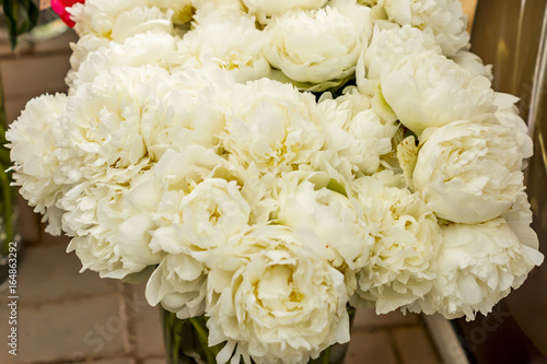 fresh bright blooming peonies flowers in vase