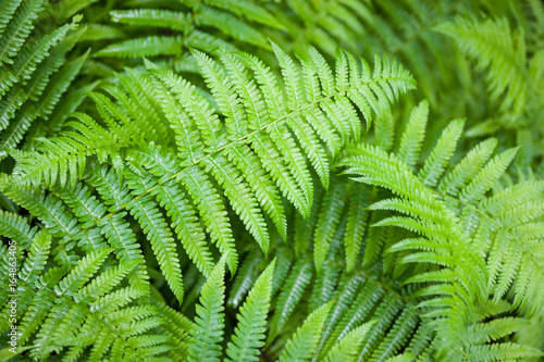 Green fern stems and leaves