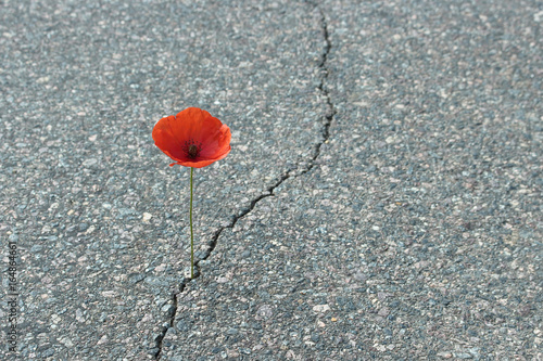 Fototapeta Naklejka Na Ścianę i Meble -  Mohnblume