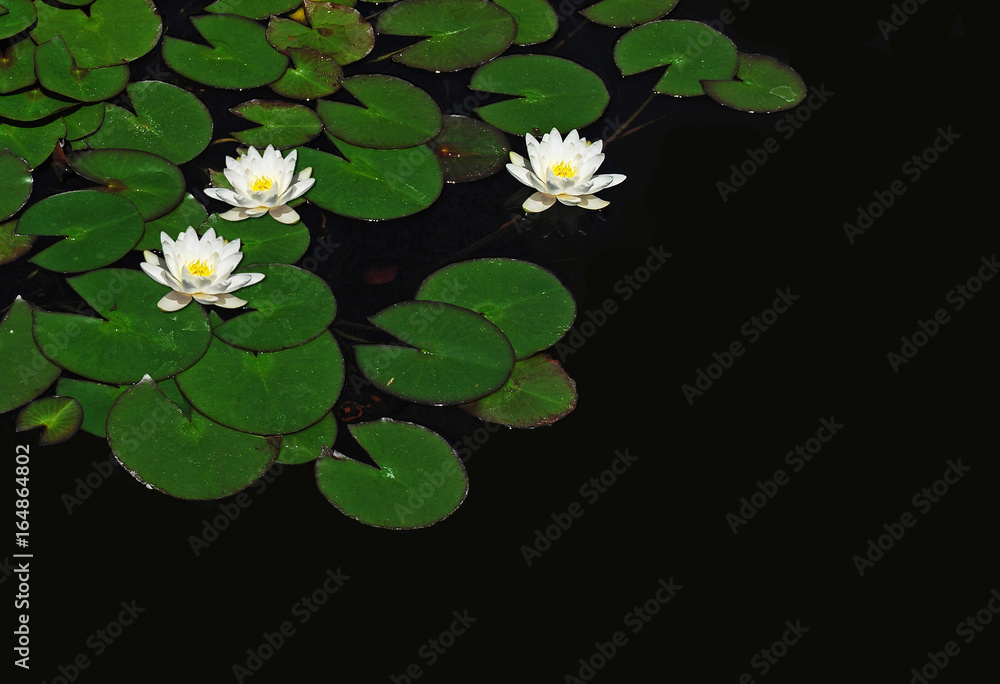 Aumentar Custodio Descenso repentino Plantas acuáticas, loto, nenúfar, flores Stock Photo | Adobe Stock