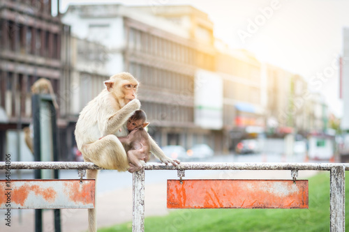 monkey mom and baby Lopburi Thailand