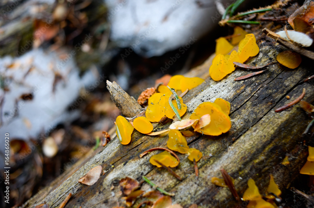 Yellow Fungus on Tree Log in Indian Peaks Wilderness, Colorado Yellow Fungus on Tree Log in Indian Peaks Wilderness, Colorado