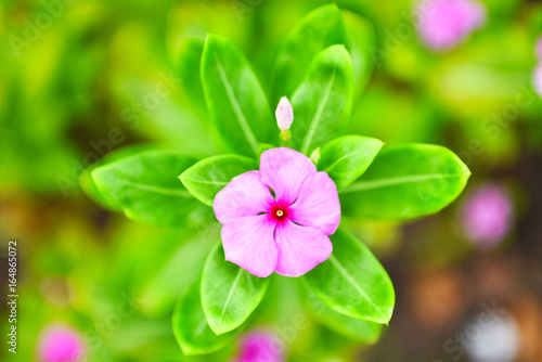 A beautiful pink flower with green leaves and blur background