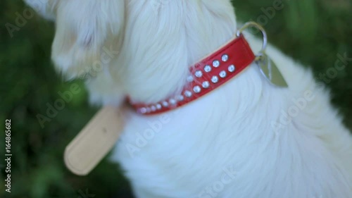 Girl unfastens leash of the dog and lets her walk.