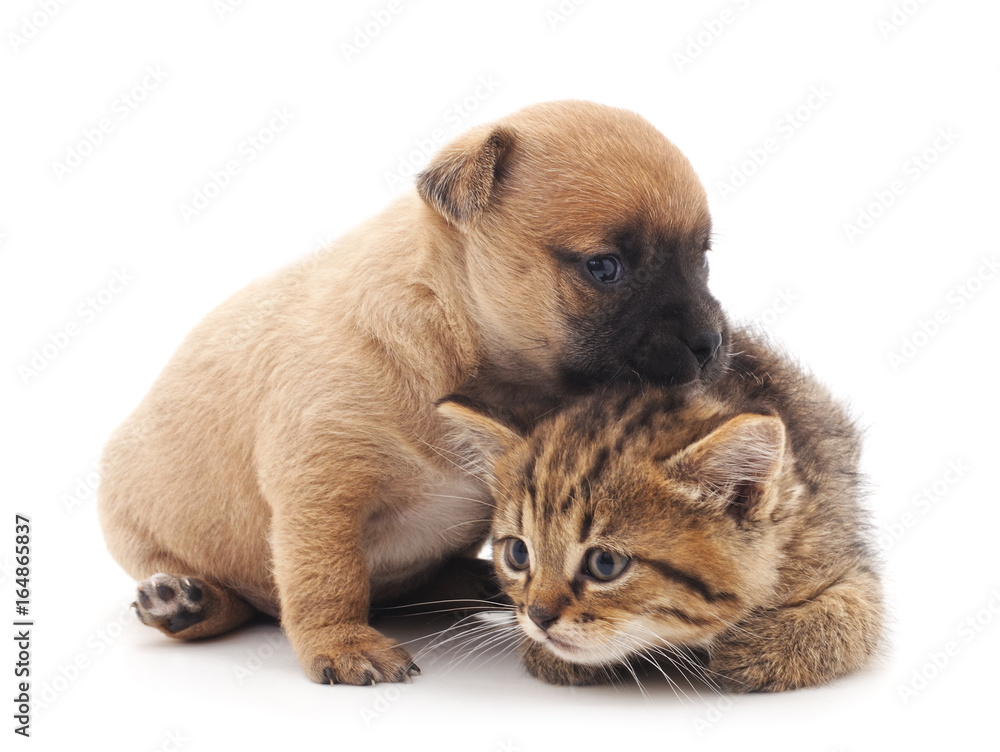 Puppy and kitten. Puppy and kitten.