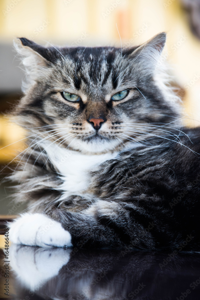 Portrait of a serious cat