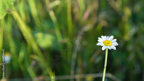 Closeup of little chamomile flower