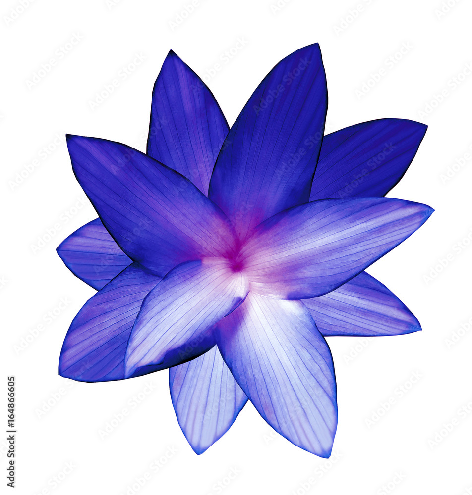 Blue-pink-white flower. White isolated background with clipping path. Closeup. no shadows. For design. Nature. Blue-pink-white flower. White isolated background with clipping path. Closeup. no shadows. For design. Nature.