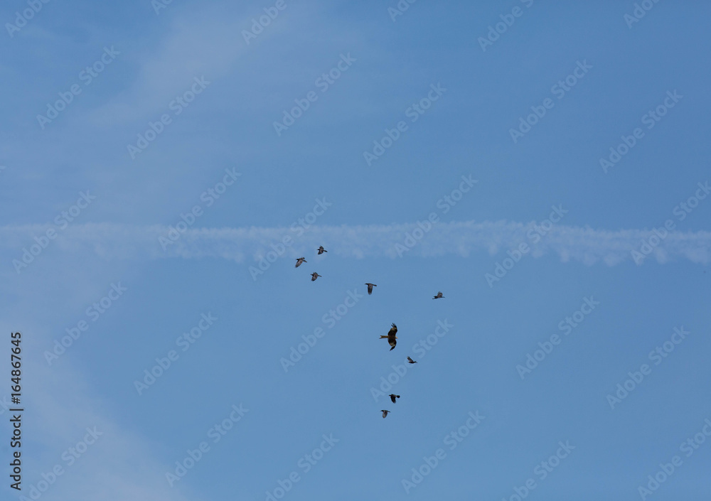 Greifvögel am Himmel