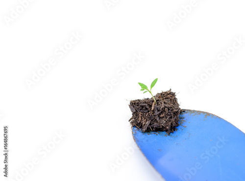 Growing young plant sapling in soil on shovel Prepared to be introduced to cultivation . Agriculture ecology concept . Isolated on white background.