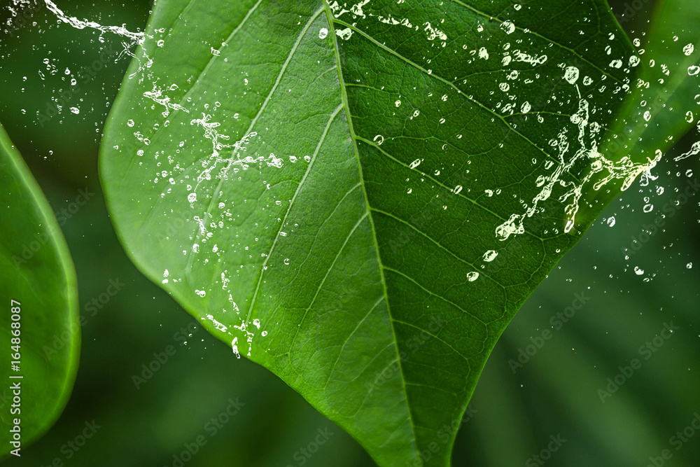 green leaf in the rainforest with dew drops green leaf in the rainforest with dew drops