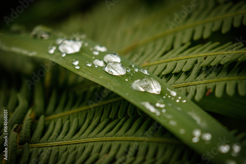 Fresh Rain drops on the grass and fern leaves