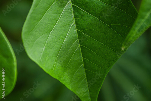 Green leaf in the rainforest 