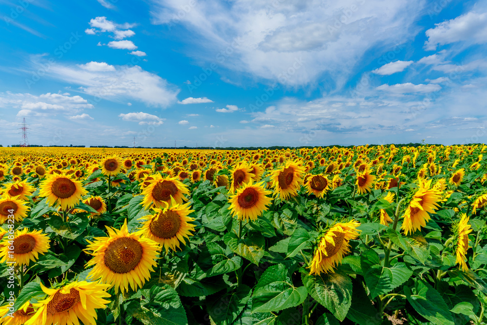 Obraz premium field of blooming sunflowers