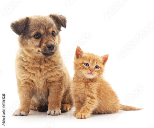 Puppy and kitten. © voren1